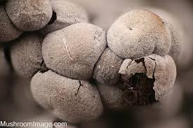 Attēlu rezultāti vaicājumam “Diderma globosum macro”