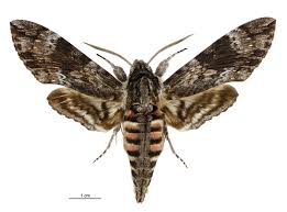 Attēlu rezultāti vaicājumam “Agrius convolvuli”