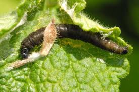 Attēlu rezultāti vaicājumam “Orthotaenia undulana”