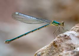 Attēlu rezultāti vaicājumam “Chalcolestes viridis”