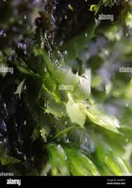 Attēlu rezultāti vaicājumam “Lophocolea bidentata”