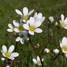 Attēlu rezultāti vaicājumam “Saxifraga granulata flower”