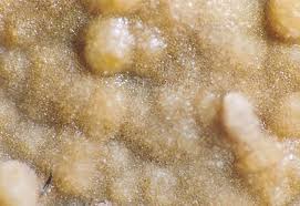 Attēlu rezultāti vaicājumam “Basidiodendron”