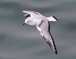 Image result for Chroicocephalus philadelphia