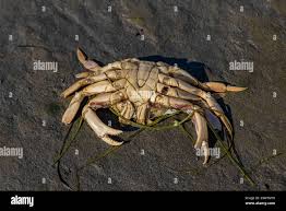 Image result for Metacarcinus magister