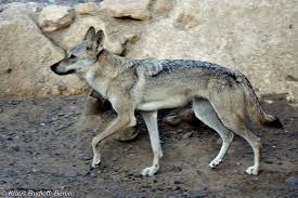 Image result for canis lupus arabs