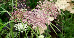 Image result for Daucus carota