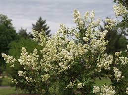 Attēlu rezultāti vaicājumam “Ligustrum vulgare”