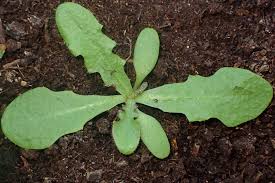 Attēlu rezultāti vaicājumam “Hypochaeris radicata leaf”