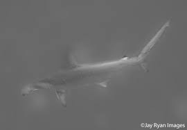 Image result for Sphyrna lewini