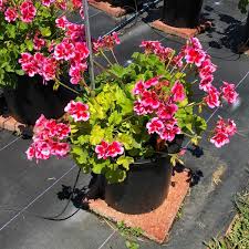 Attēlu rezultāti vaicājumam “Calliergon megalophyllum”