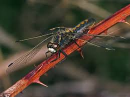 Attēlu rezultāti vaicājumam “Leucorrhinia rubicunda”