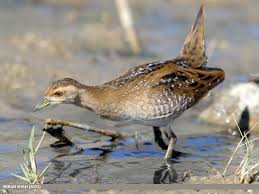 Image result for Porzana pusilla