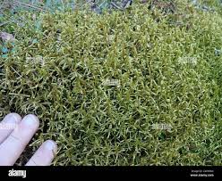 Attēlu rezultāti vaicājumam “Pleurozium schreberi”