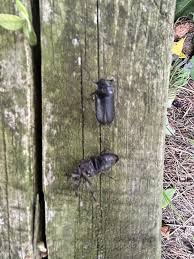 Attēlu rezultāti vaicājumam “Clitellaria ephippium”