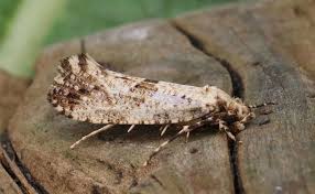 Attēlu rezultāti vaicājumam “Morophaga choragella”