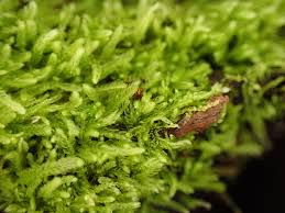 Attēlu rezultāti vaicājumam “Cephalozia bicuspidata”