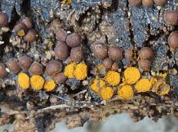 Attēlu rezultāti vaicājumam “Perichaena corticalis macro”