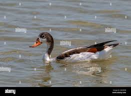 Attēlu rezultāti vaicājumam “Tadorna tadorna juvenile”