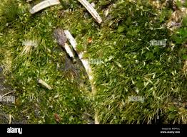 Attēlu rezultāti vaicājumam “Campylopus pyriformis”