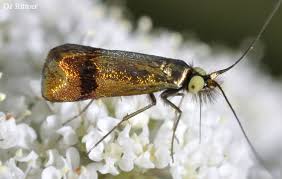 Attēlu rezultāti vaicājumam “Adelidae”