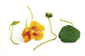 Attēlu rezultāti vaicājumam “Tropaeolum majus fruit”