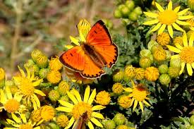 Attēlu rezultāti vaicājumam “Lycaena virgaureae”