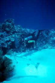 Image result for Dive Barracuda