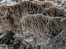 Attēlu rezultāti vaicājumam “Lenzites betulina”