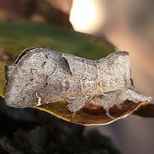 Attēlu rezultāti vaicājumam “Clostera pigra”