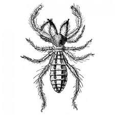 Image result for spider