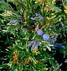 Attēlu rezultāti vaicājumam “Juniperus sabina”