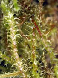 Attēlu rezultāti vaicājumam “Rhytidiadelphus squarrosus”