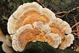 Attēlu rezultāti vaicājumam “Trametes ochracea”