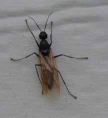 Attēlu rezultāti vaicājumam “Camponotus herculeanus”