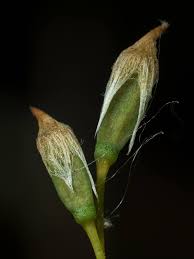 Attēlu rezultāti vaicājumam “Polytrichum juniperinum sporophyte”
