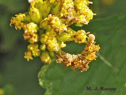 Attēlu rezultāti vaicājumam “Comatricha fragilis stalked”