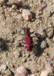Attēlu rezultāti vaicājumam “Cicindela sylvatica imago”