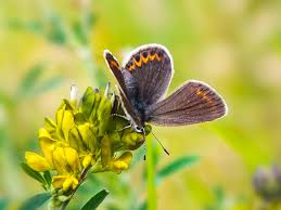 Attēlu rezultāti vaicājumam “Plebejus argus female”