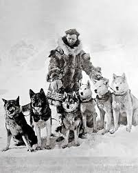 Image result for Team Ice Fire British Sled Dog Racing Team