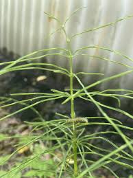 Attēlu rezultāti vaicājumam “Equisetum pratense”