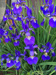 Image result for Iris