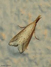 Attēlu rezultāti vaicājumam “Donacaula mucronella”