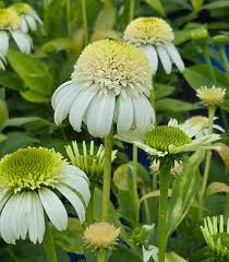 Attēlu rezultāti vaicājumam “Echinacea purpurea leaf”