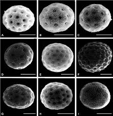 Attēlu rezultāti vaicājumam “Atriplex calotheca”