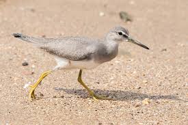 Image result for Tringa brevipes