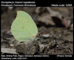 Attēlu rezultāti vaicājumam “Gonepteryx rhamni female”