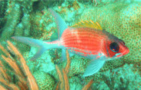 Image result for Holocentrus adscensionis