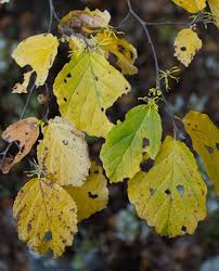 Attēlu rezultāti vaicājumam “Hamamelis japonica leaf”