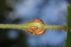 Attēlu rezultāti vaicājumam “Lasioptera rubi”